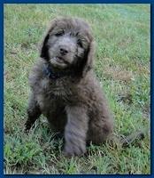 Tara Rascal puppies 7 weeks old playing 079