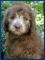 Tara Rascal puppies 8 weeks old dark blue 011
