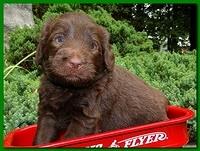 Tara Rascal puppies 4 weeks old pool wag 037