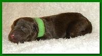 Tara Rascal pups one day old 024
