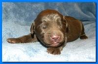 Tara Rascal puppies 1 week old 048