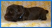 Tara Rascal puppies 2 weeks old 2 008