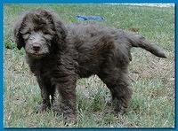 Tara Rascal puppies 7 weeks old playing 2 011