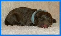 Tara Rascal pups one day old 045