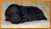Tara Rascal puppies 2 weeks old 2 019