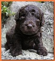 Tara Rascal puppies 3 weeks old 048