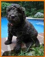 Tara Rascal puppies 4 weeks old pool wag 067