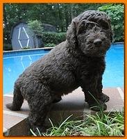 Tara Rascal puppies 4 weeks old pool wag 071