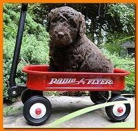 Tara Rascal puppies 4 weeks old pool wag 074