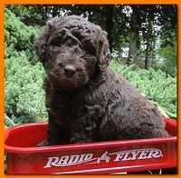 Tara Rascal puppies 4 weeks old pool wag 075