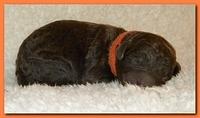 Tara Rascal pups one day old 056