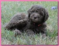 Tara Rascal 5.5 weeks old playing outside 008