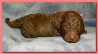 Tara Rascal puppies 1 week old 005