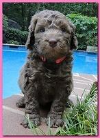 Tara Rascal puppies 4 weeks old pool wag 001
