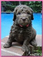 Tara Rascal puppies 4 weeks old pool wag 006