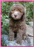 Tara Rascal puppies 8 weeks old pink 001