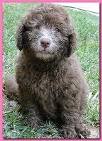 Tara Rascal puppies Pink girl 8.5 weeks