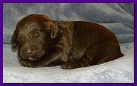 Tara Rascal puppies 1 week old 035