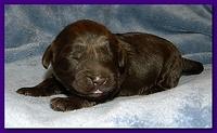Tara Rascal puppies 1 week old 040