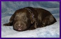 Tara Rascal puppies 1 week old 042