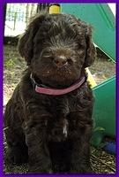 Tara Rascal puppies 4 weeks playing 2 028