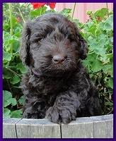 Tara Rascal puppies 5 weeks geraniums 018