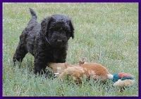 Tara Rascal puppies 5.5 weeks old 011