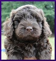 Tara Rascal puppies faces 5.8 weeks old 017