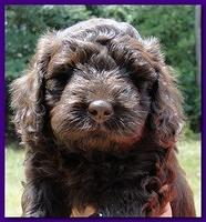 Tara Rascal puppies faces 5.8 weeks old 041