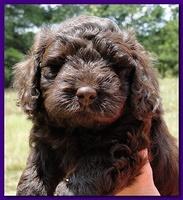 Tara Rascal puppies faces 5.8 weeks old 042