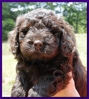 Tara Rascal puppies faces 5.8 weeks old 043