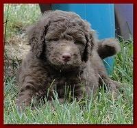Tara Rascal 5.5 weeks old playing outside 013
