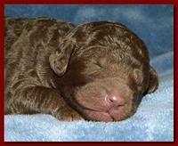 Tara Rascal puppies 1 week old 014