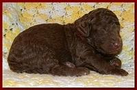 Tara Rascal puppies 2 weeks old 027