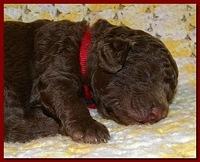 Tara Rascal puppies 2 weeks old 031