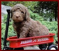 Tara Rascal puppies 4 weeks old pool wag 020