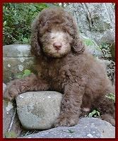 Tara Rascal puppies 8 weeks old red 008