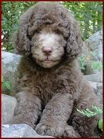 Tara Rascal puppies 8 weeks old red 010