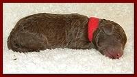 Tara Rascal pups one day old 017