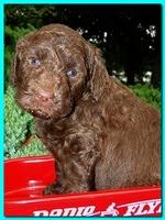 Tara Rascal puppies 4 weeks old pool wag 028