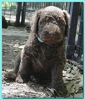 Tara Rascal puppies 4 weeks playing 2 029