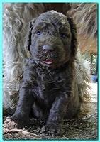 Tara Rascal puppies 4 weeks playing 2 040