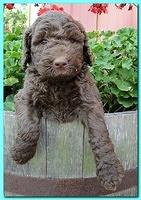 Tara Rascal puppies 5 weeks geraniums 016