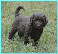 Tara Rascal puppies 5.5 weeks old 013