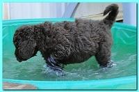 Tara Rascal puppies 7 weeks old playing 062