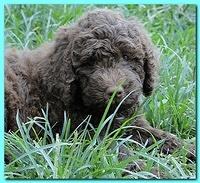 Tara Rascal puppies 7 weeks old playing 2 030