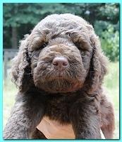 Tara Rascal puppies faces 5.8 weeks old 025