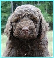 Tara Rascal puppies faces 5.8 weeks old 047