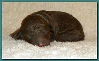Tara Rascal pups one day old 035