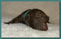 Tara Rascal pups one day old 037